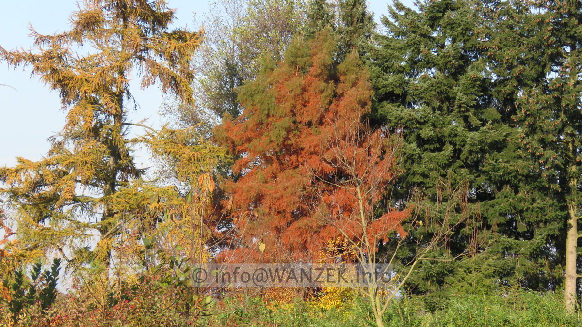 Taxodium distichum 15m im Herbst.JPG